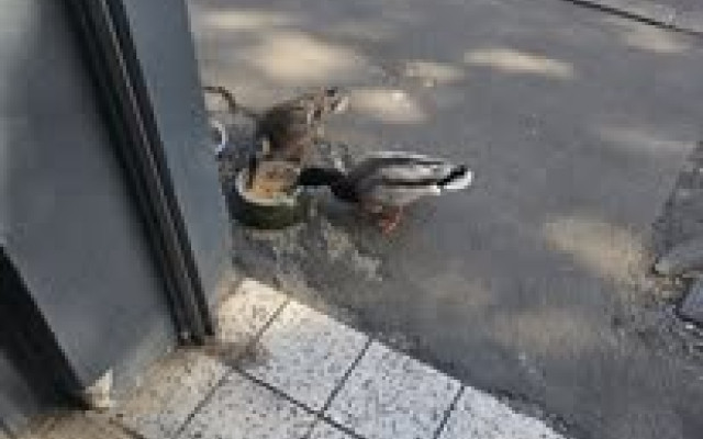 Every year, these ducks return and are fed daily—an unexpected but welcome tradition just outside the shop.